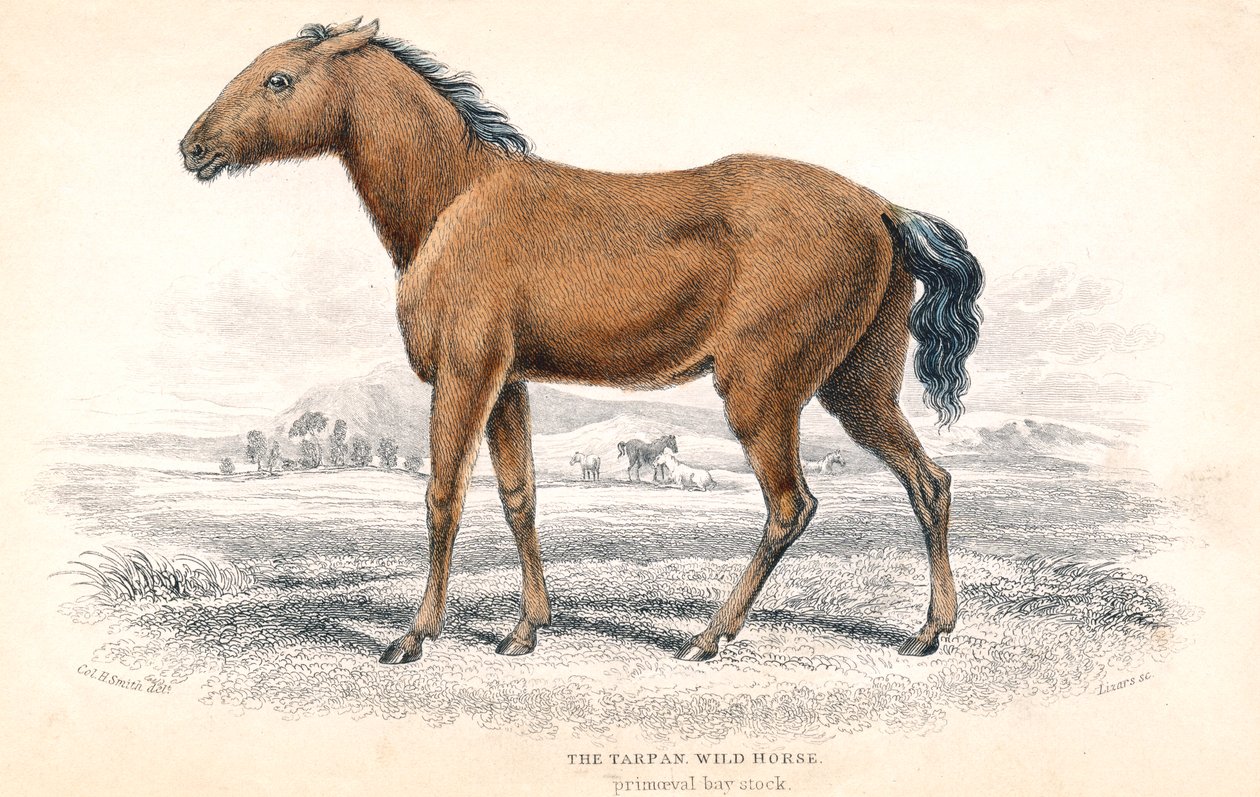 Tarpán, 1830 de William Home Lizars