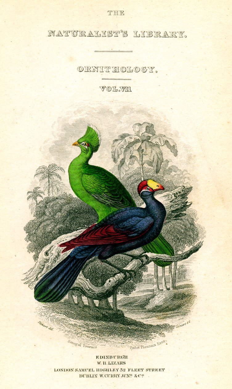 La Biblioteca de los Naturalistas, Ornitología, Touraco de Senegal, Comedor de Plátano Violeta de William Home Lizars