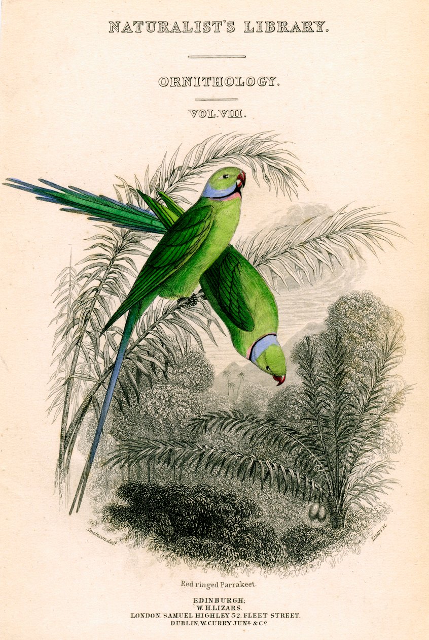 La Biblioteca de los Naturalistas, Ornitología Vol VIII, Periquito de anillo rojo, c. 1833-1865 de William Home Lizars
