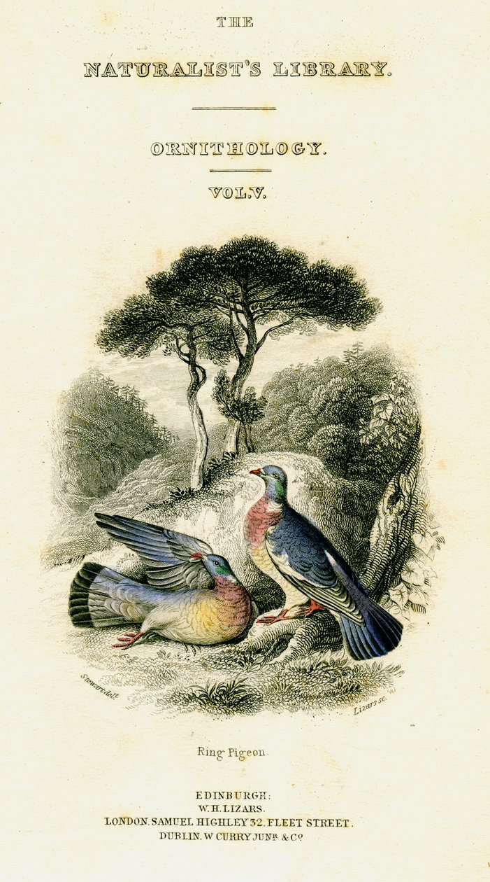 La biblioteca de los naturalistas, Ornitología Vol V, Paloma de anillo, c1833-1865 de William Home Lizars