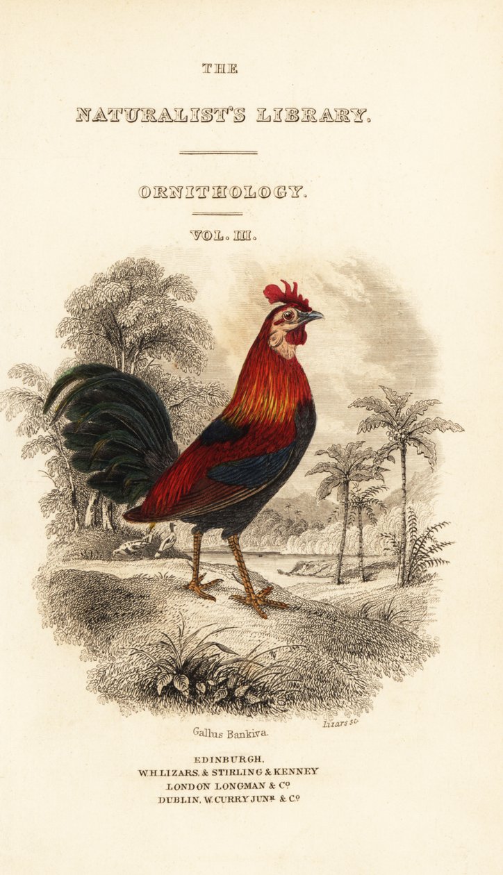 Portada con viñeta del gallo de la jungla rojo (Javan), Gallus gallus bankiva de William Home Lizars