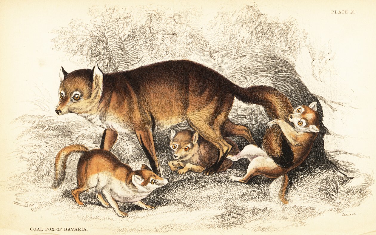 Variedad de zorro rojo, Vulpes vulpes, con cachorros de William Home Lizars