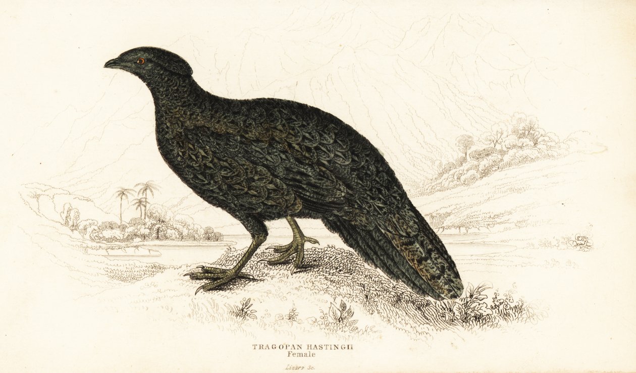 Tragopan occidental o tragopan cornudo occidental, hembra, Tragopan melanocephalus de William Home Lizars