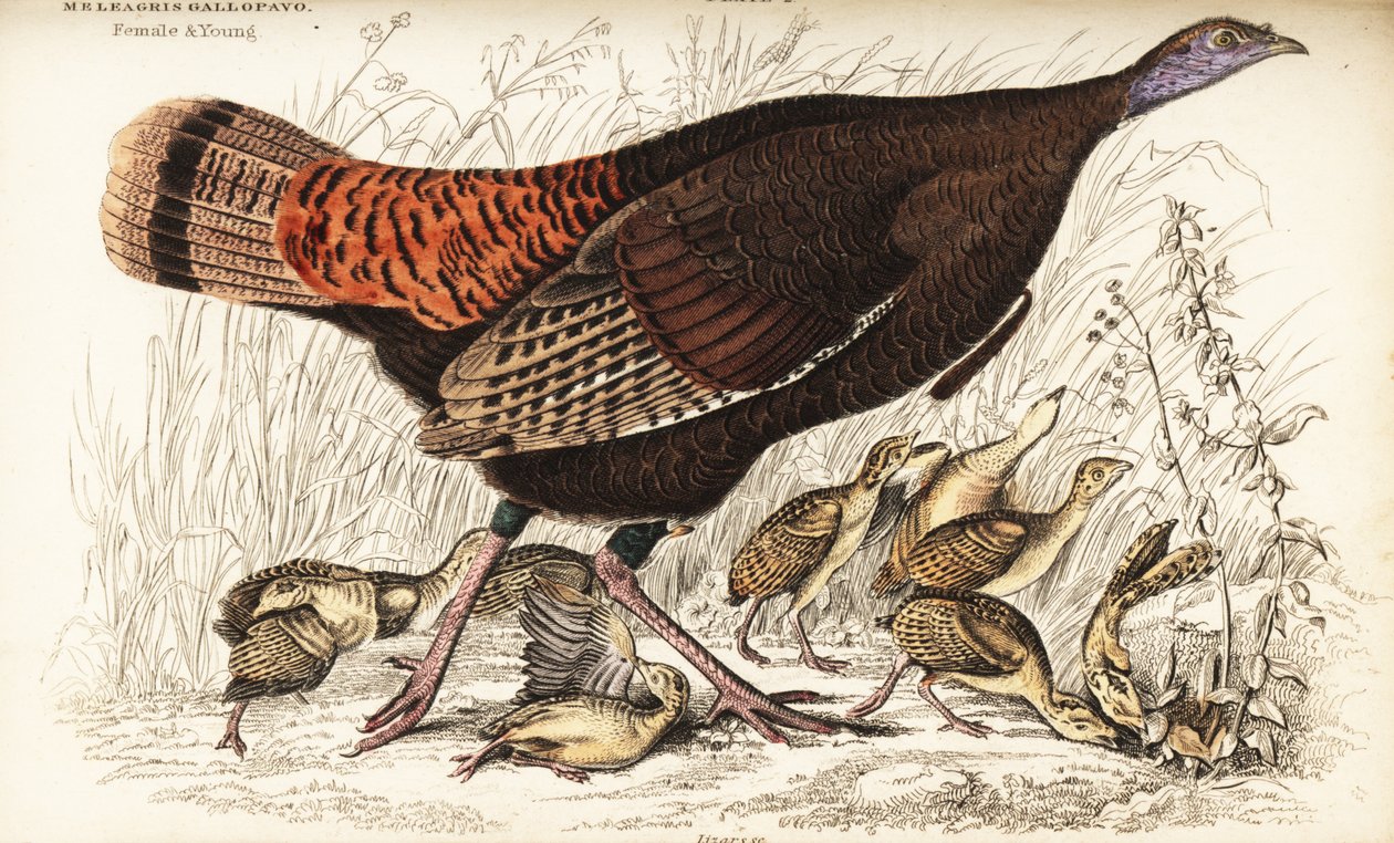 Pavo salvaje, hembra y joven, Meleagris gallopavo de William Home Lizars