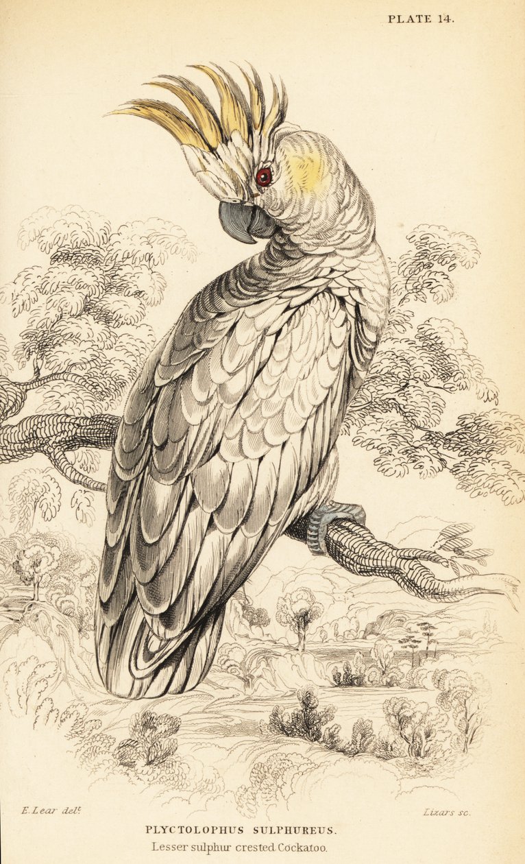 Cacatúa de cresta amarilla, Cacatua sulphurea de William Home Lizars