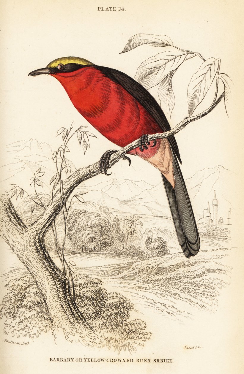 Gonolek de corona amarilla o gonolek común, Laniarius barbarus de William Home Lizars