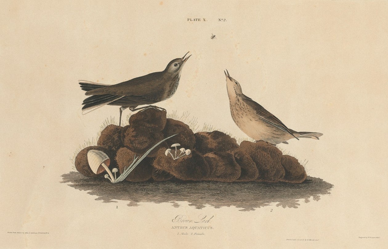 Alondra marrón de William Home Lizars after John James Audubon