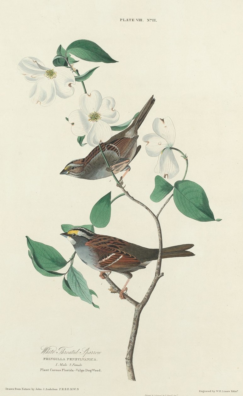 Gorrión de garganta blanca de William Home Lizars after John James Audubon