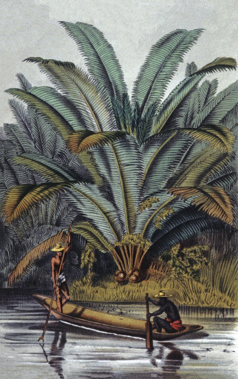 Palmera de William Hooker