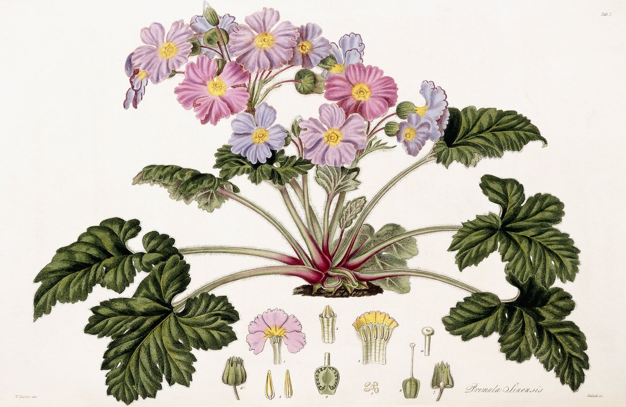Primula Sinensis, 1821-1826 de William Hooker