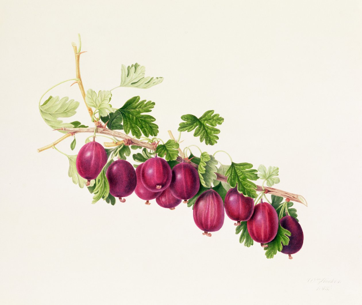 Grosella Púrpura de William Hooker