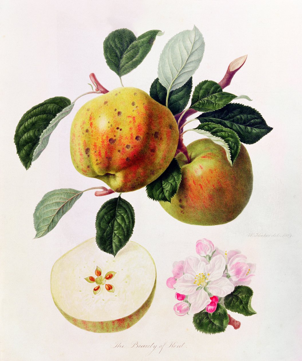 La Belleza de Kent de William Hooker