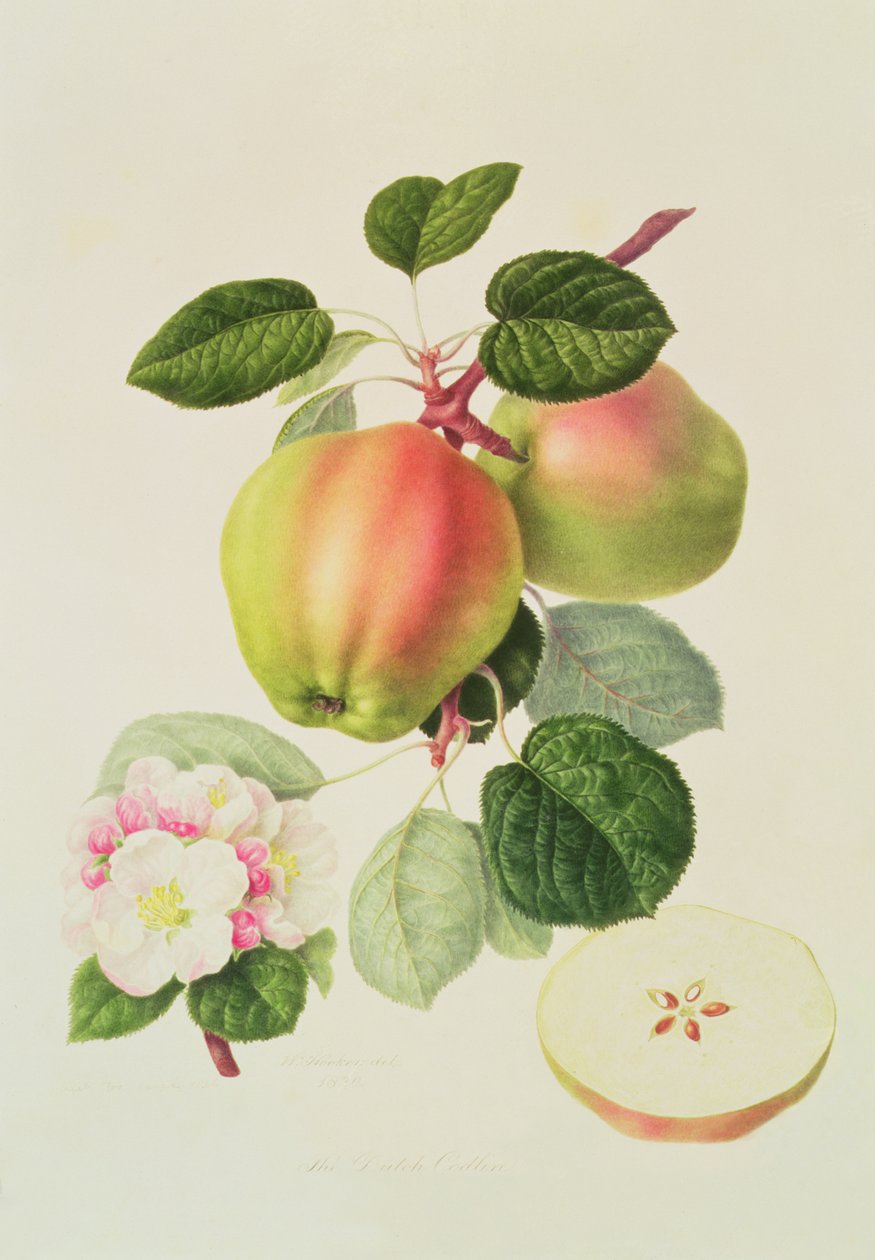 El Codlin holandés, 1820 de William Hooker