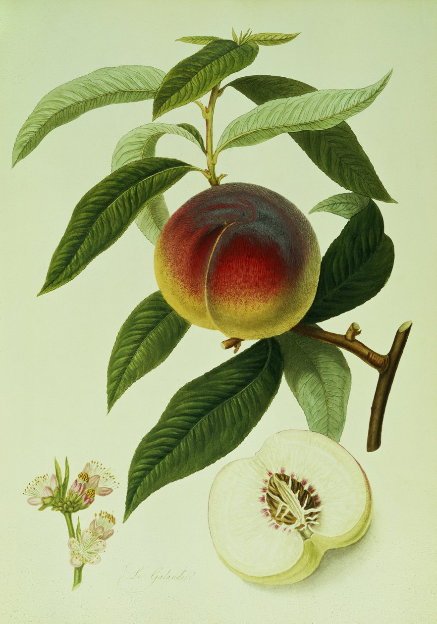 El Durazno Galande de William Hooker