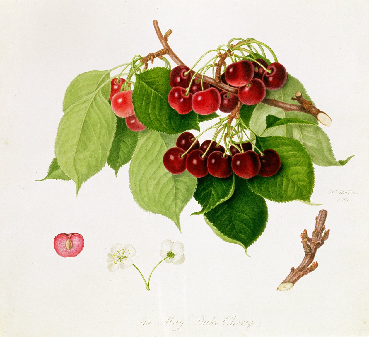 La cereza del Duque de Mayo, 1815 de William Hooker