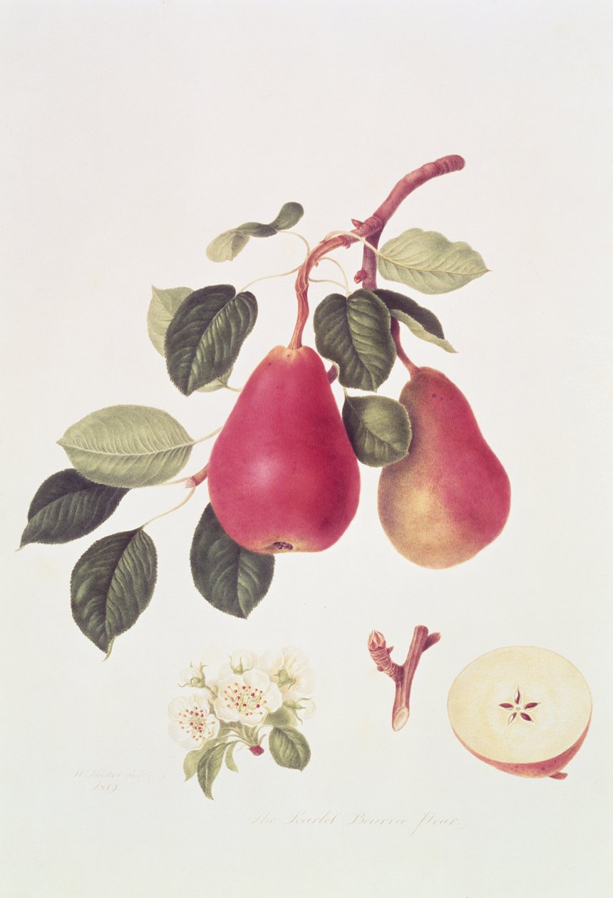 La Pera Beurree Escarlata, 1819 de William Hooker