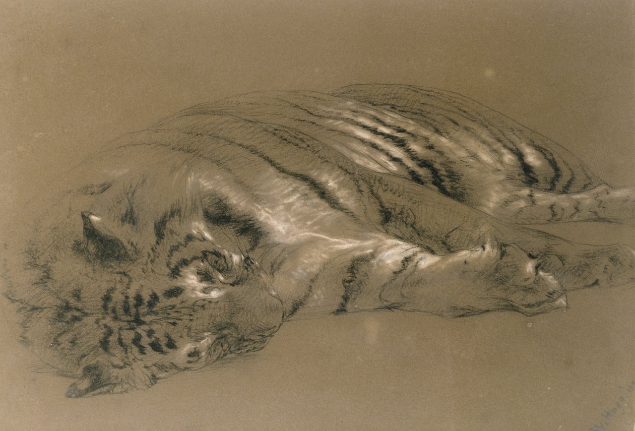 Un tigre durmiendo, 1876 de William Huggins