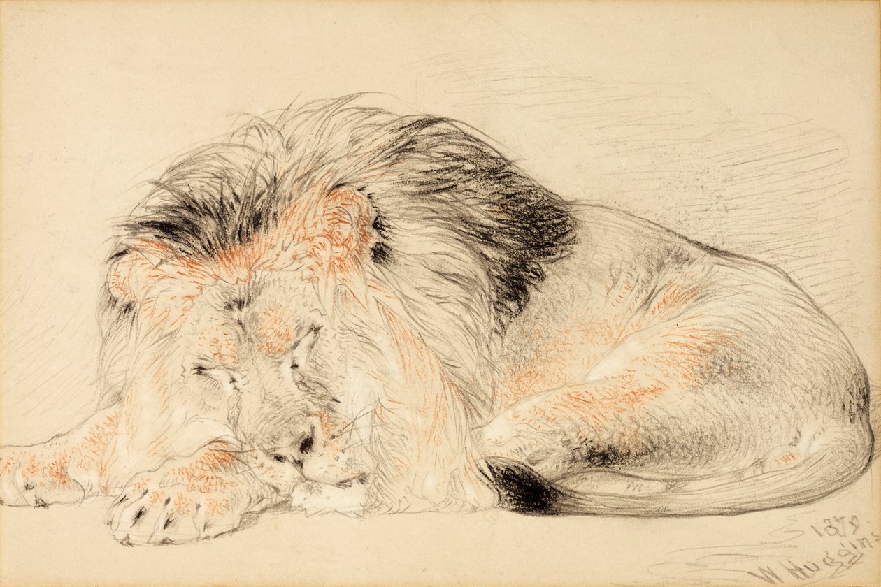 Estudio de un León, 1879 de William Huggins