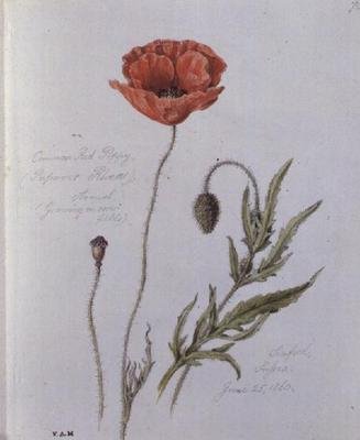 Amapola común, pintada en Seaford, Sussex, 25 de junio de 1860 de William James Linton