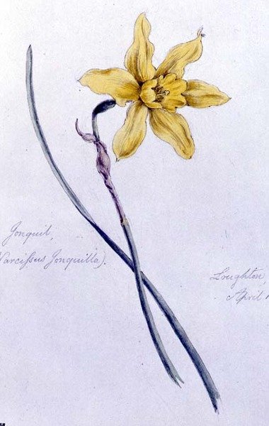 Jonquil, pintado en Loughton de William James Linton