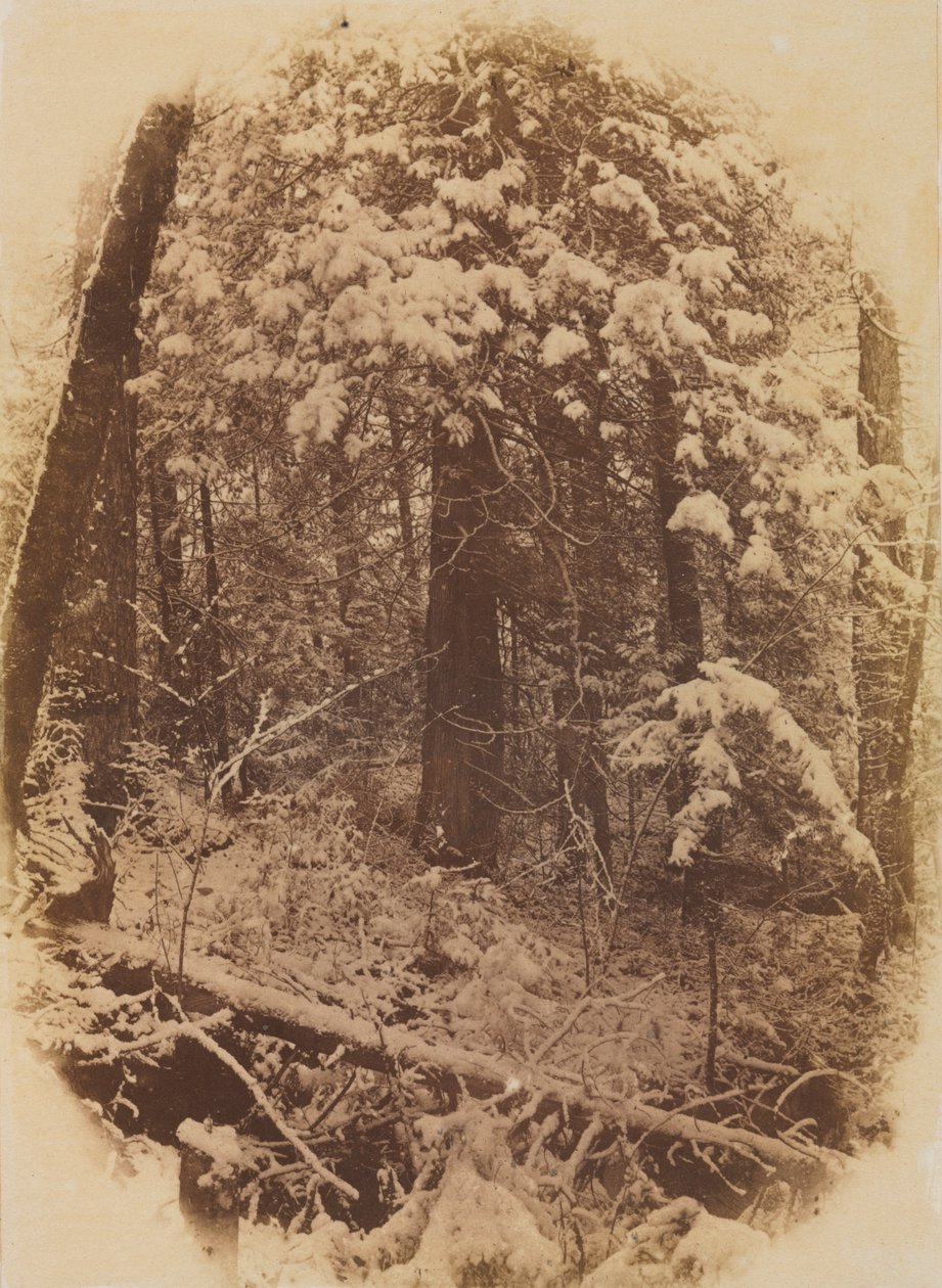 Sin Título, Bosques en la Nieve, 1859 de William James Stillman