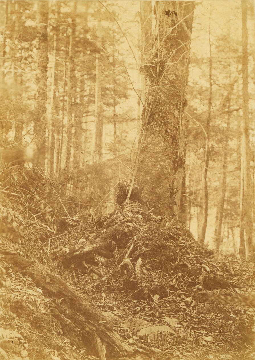 Sin título, de la carpeta The Forest: Bosques de Adirondack de William James Stillman