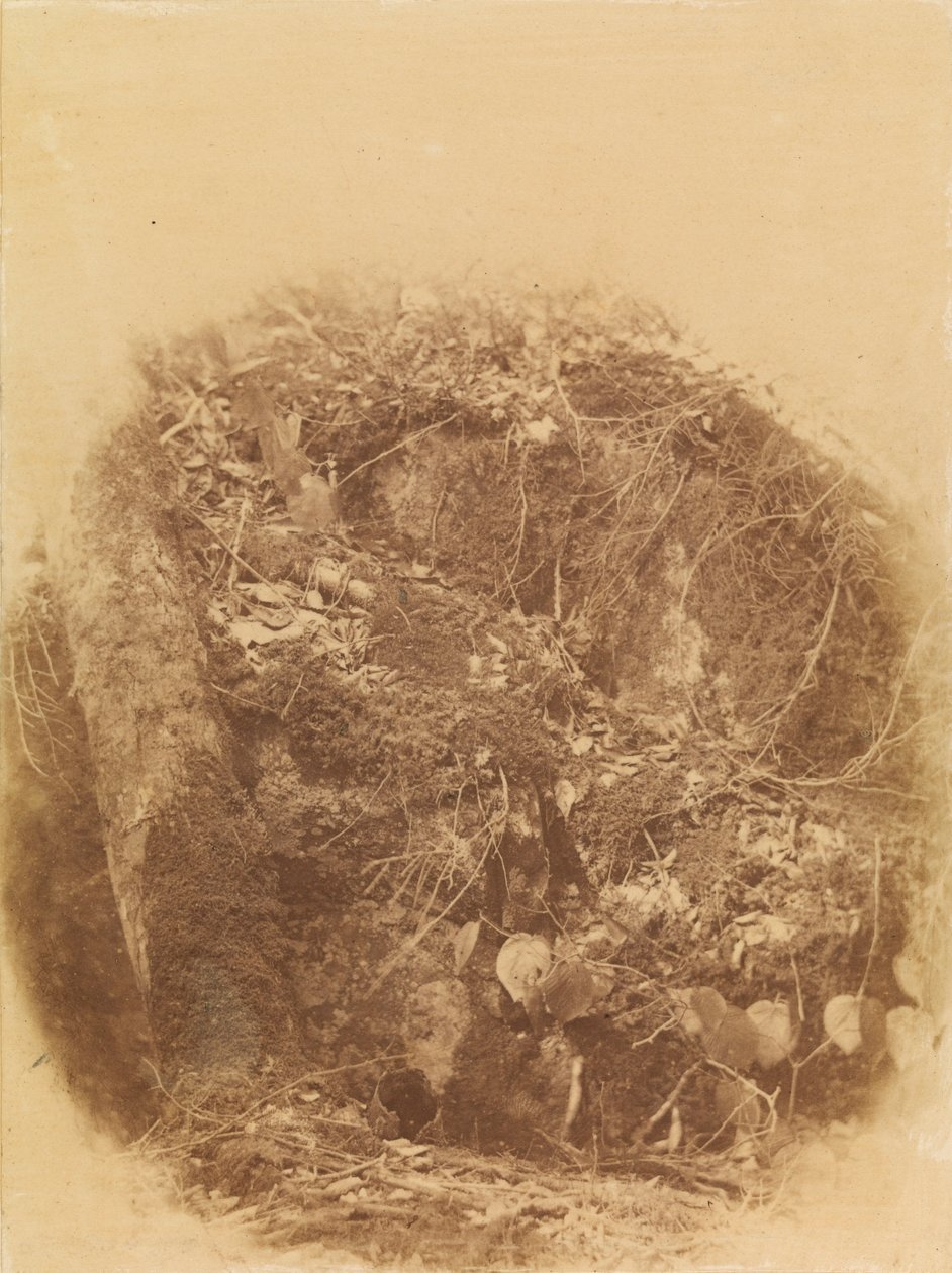 Sin título, de la carpeta The Forest: Bosques de Adirondack de William James Stillman