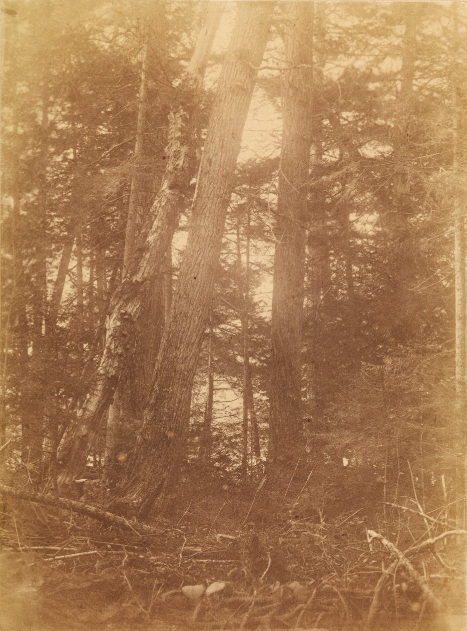 Sin título, de la carpeta The Forest: Bosques de Adirondack de William James Stillman