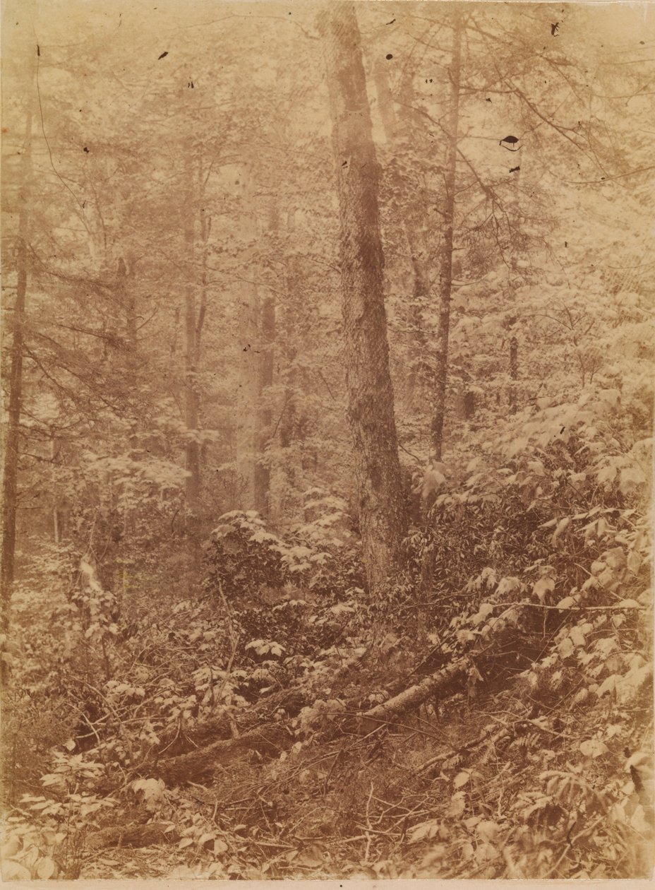 Sin título, de la carpeta The Forest: Bosques de Adirondack de William James Stillman