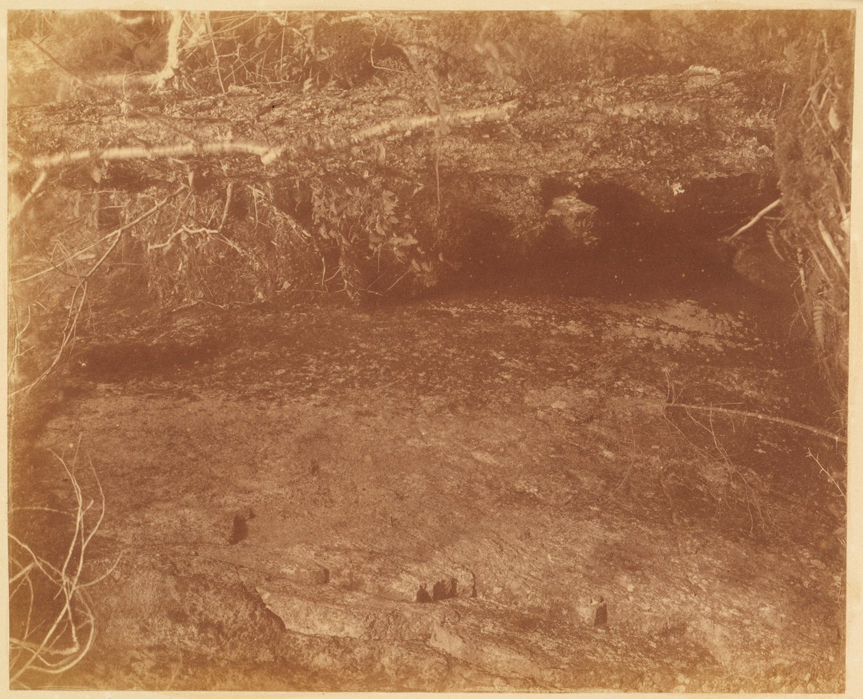 Sin título, de la carpeta The Forest: Bosques de Adirondack de William James Stillman