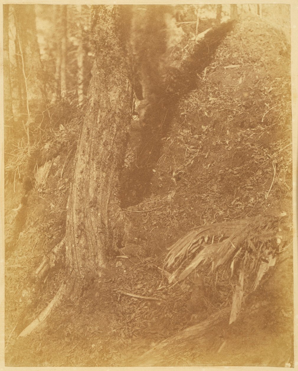 Sin título, de la carpeta The Forest: Bosques de Adirondack de William James Stillman