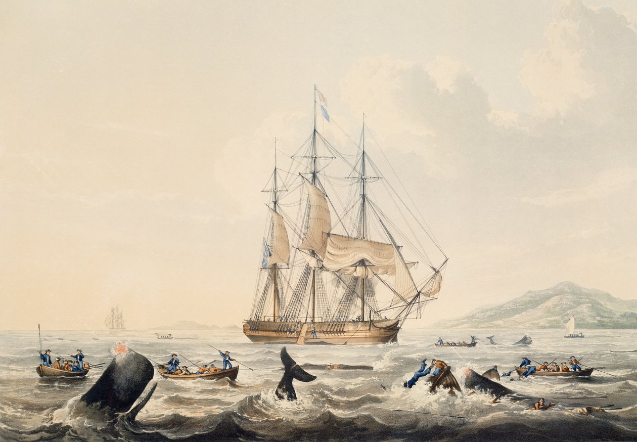 Caza de ballenas en los mares del sur, grabado de William John Huggins