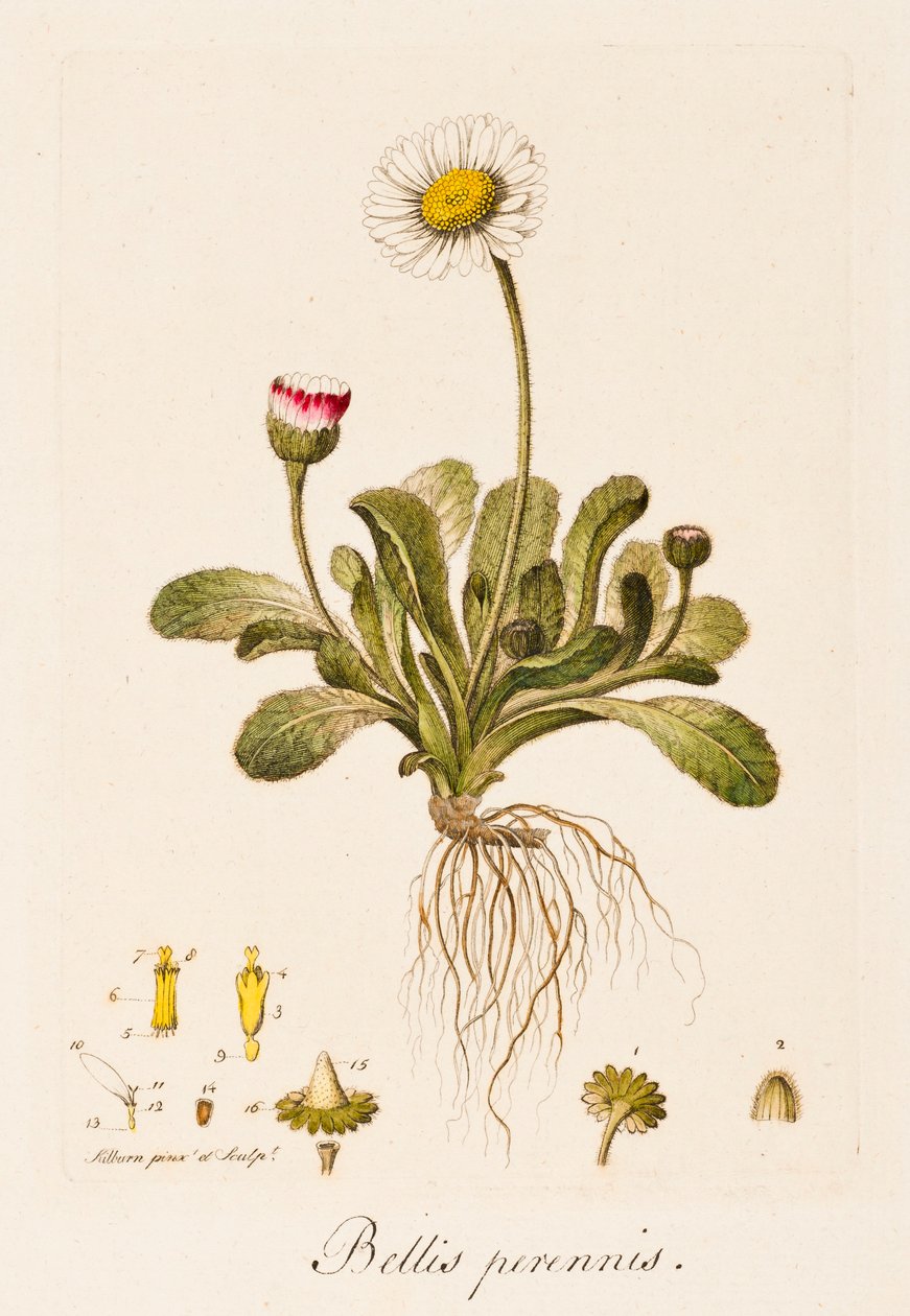 Bellis perennis, Margarita de William Kilburn