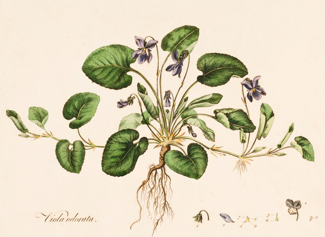 Viola odorata, Violeta Dulce, c. 1770-1790 de William Kilburn