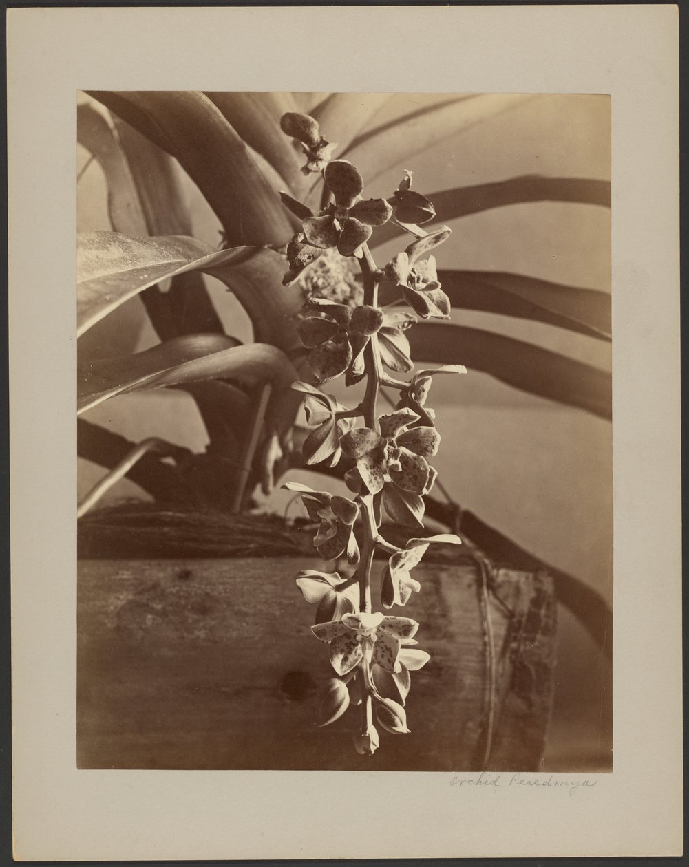 Orquídeas, Ceilán de William Louis Henry Skeen