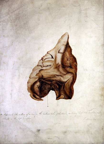 Estudio del cerebro I, c.1850 de William Lover