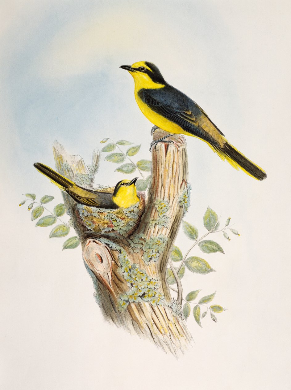Minivet de lomo marrón (Pericrocotus cantonensis), litografía de Aves de Asia de William Matthew Hart