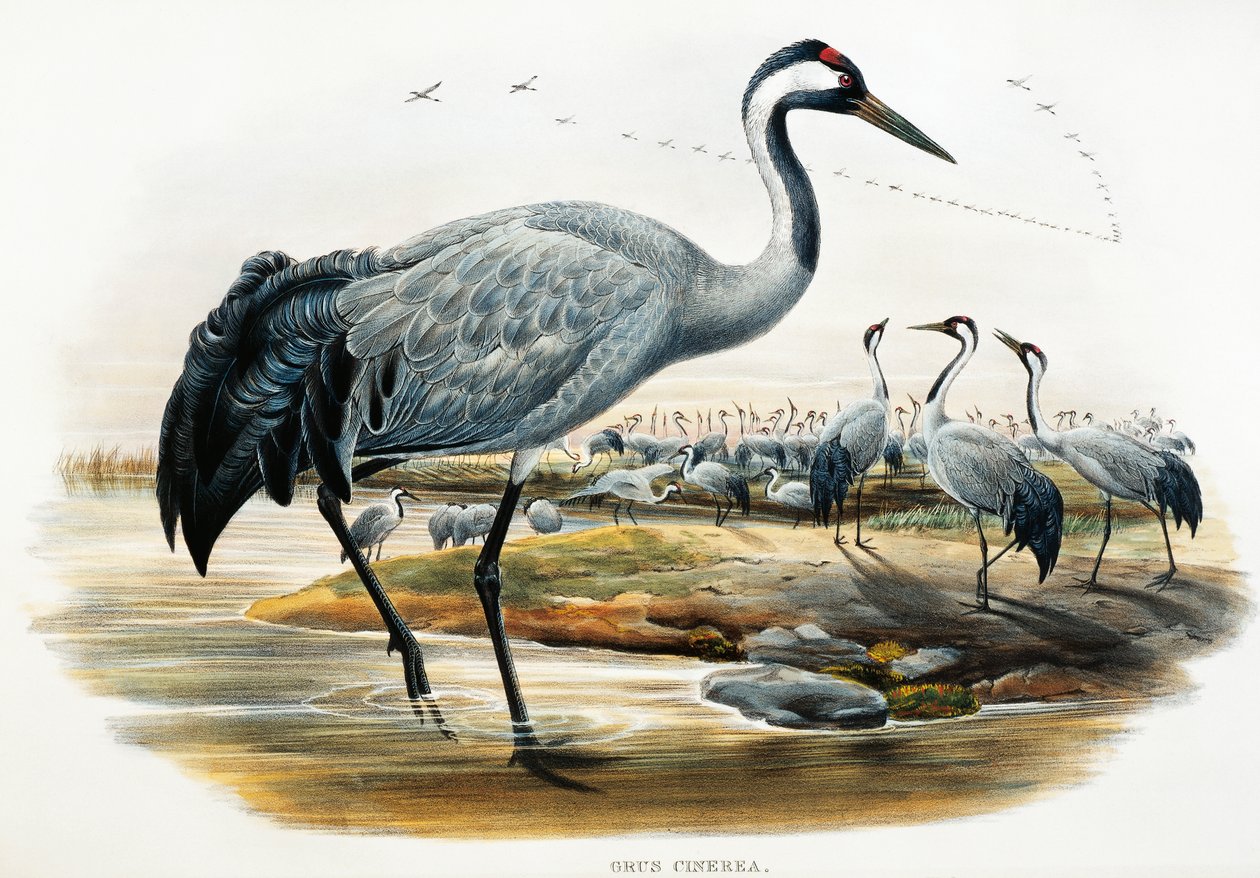 Grulla común (Grus cinerea), litografía de Aves de Gran Bretaña de William Matthew Hart