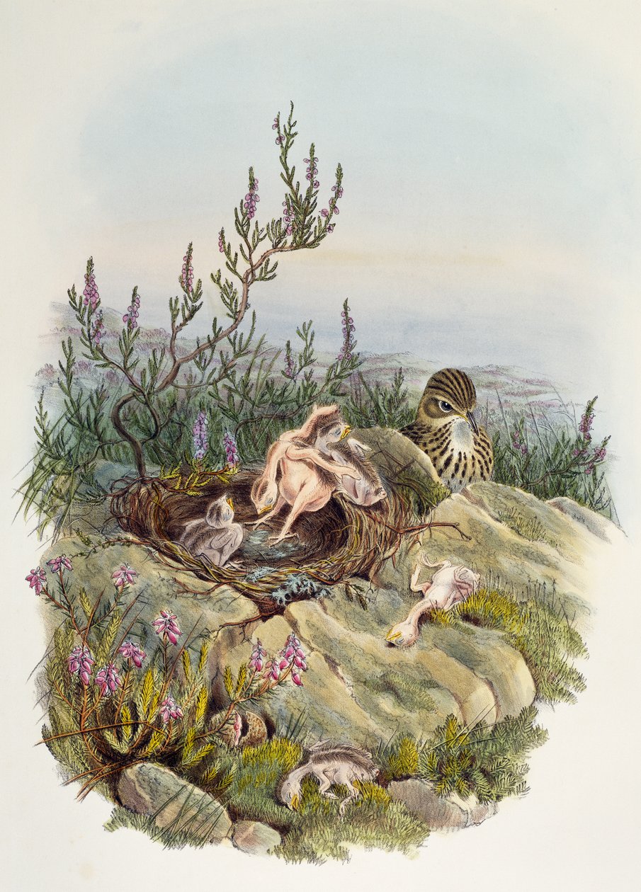 Cuco común, por John Gould (1804-1881), litografía de William Matthew Hart (1830-1908), Reino Unido de William Matthew Hart