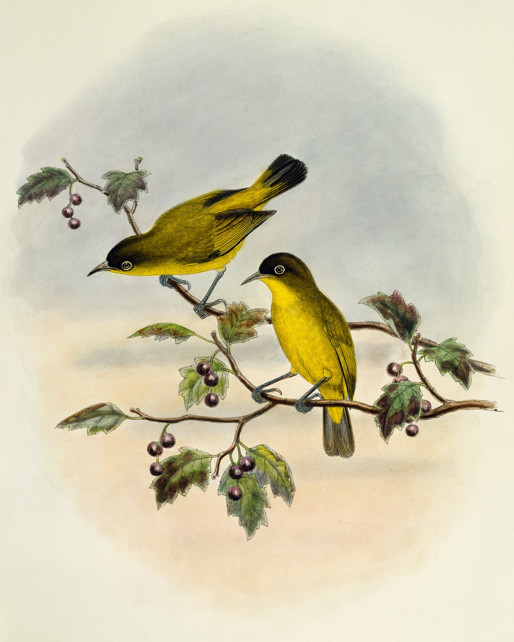 Ojiblanco de vientre dorado (Zosterops uropygialis), grabado por William Matthew Hart (1830-1908), Reino Unido de William Matthew Hart