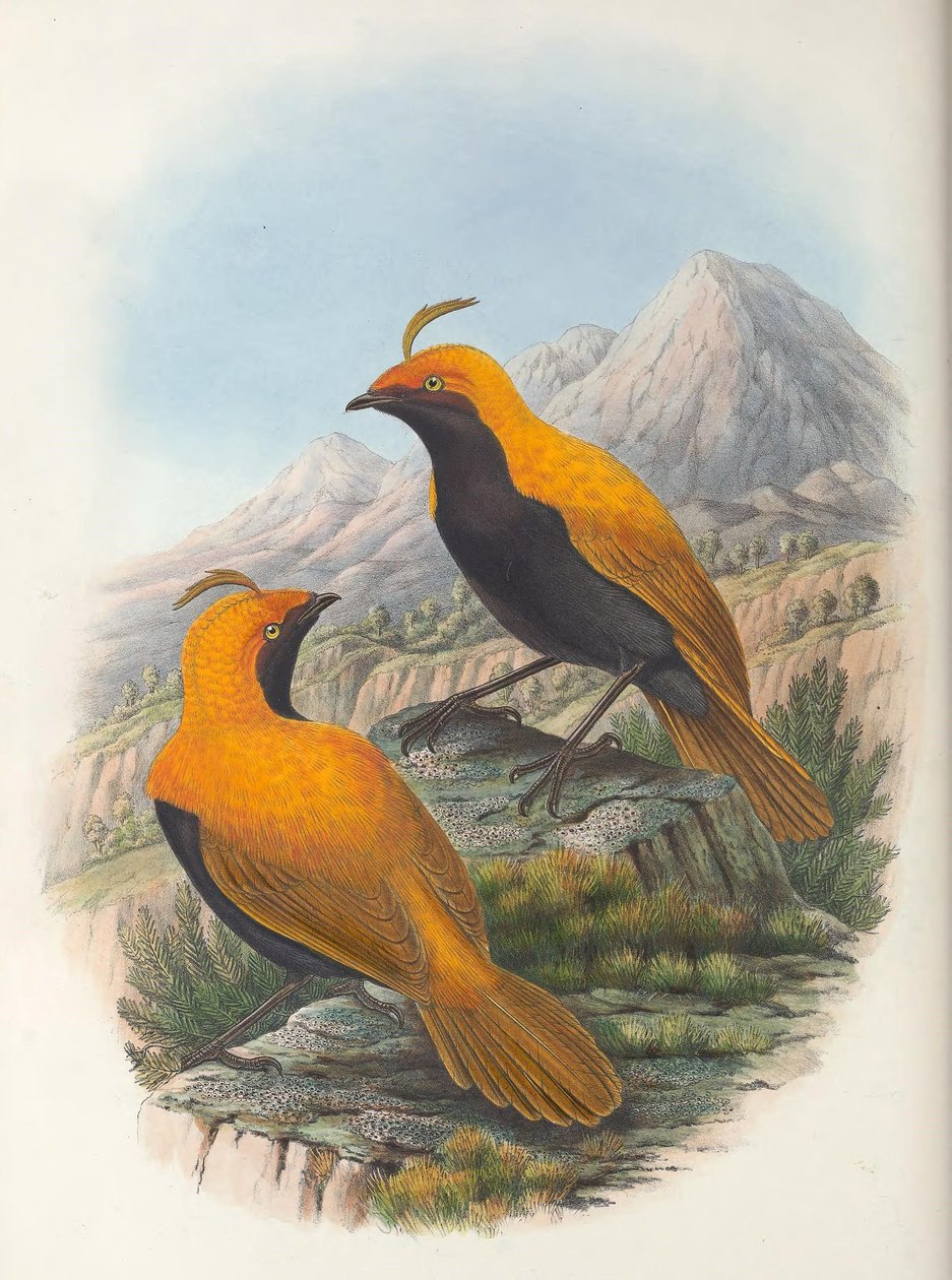 Hart Cultivo de Cnemophilus macgregorii de William Matthew Hart