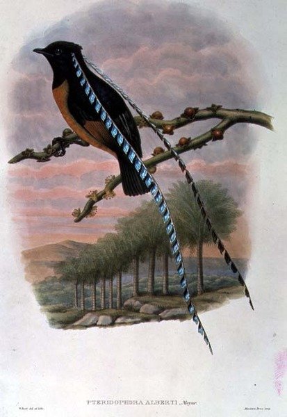 Pteridophora Alberti, Rey de Sajonia Ave del Paraíso de William Matthew Hart