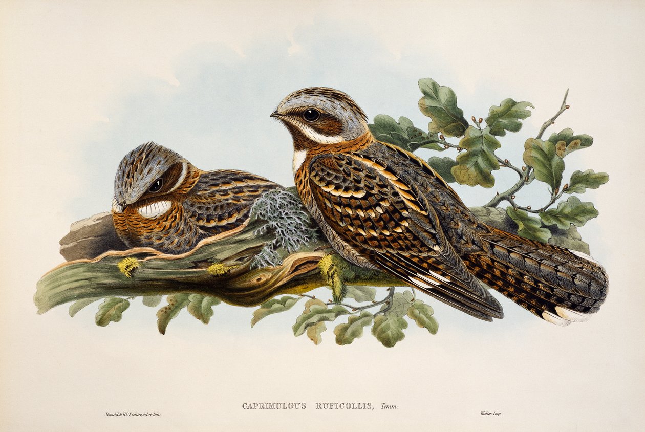 Chotacabras cuellirrojo (Caprimulgus ruficollis), litografía de Birds of Great Britain de William Matthew Hart
