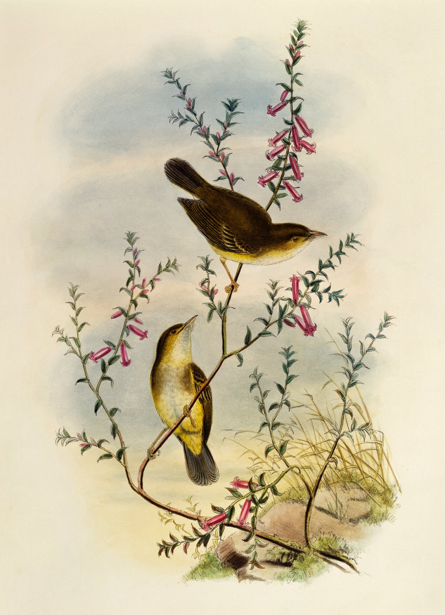 Papamoscas manchado blanco (Pseudogerygone notata), grabado por William Matthew Hart, Reino Unido de William Matthew Hart