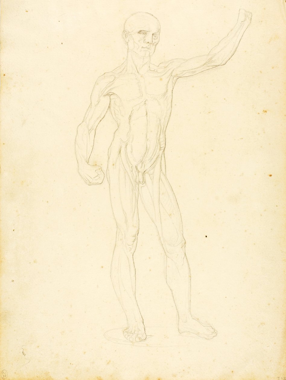(Un Ecorche, vista frontal) de William Page