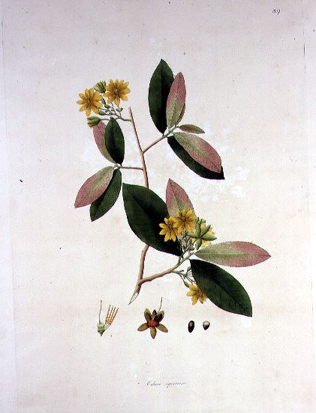 Ochna squarrosa, ilustración de 
