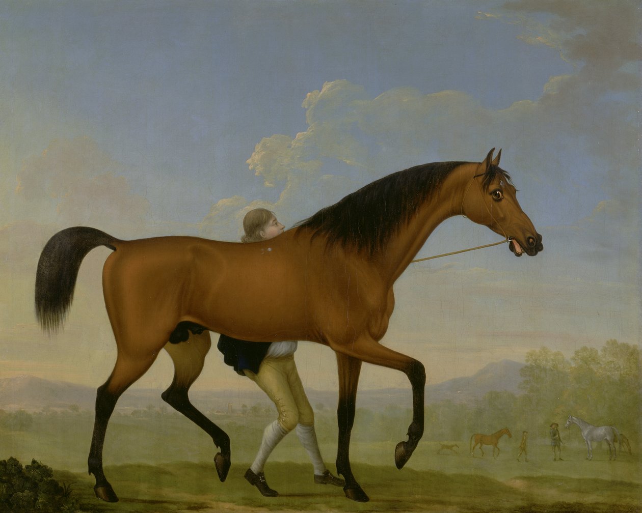 El Duque de Ancasters Bay Stallion, Blank, caminando hacia una Yegua de William Shaw