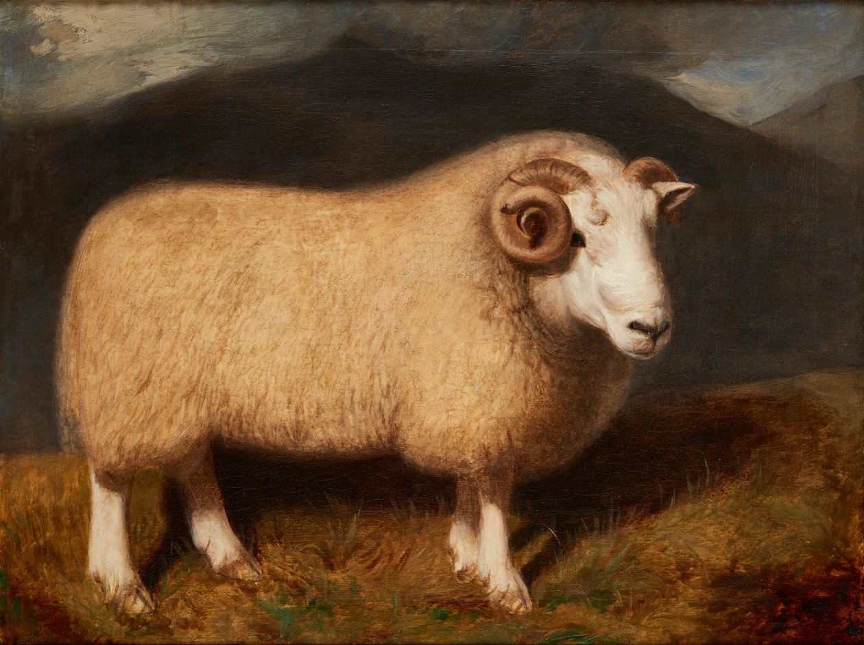 Carnero de Cheviot de William Shiels