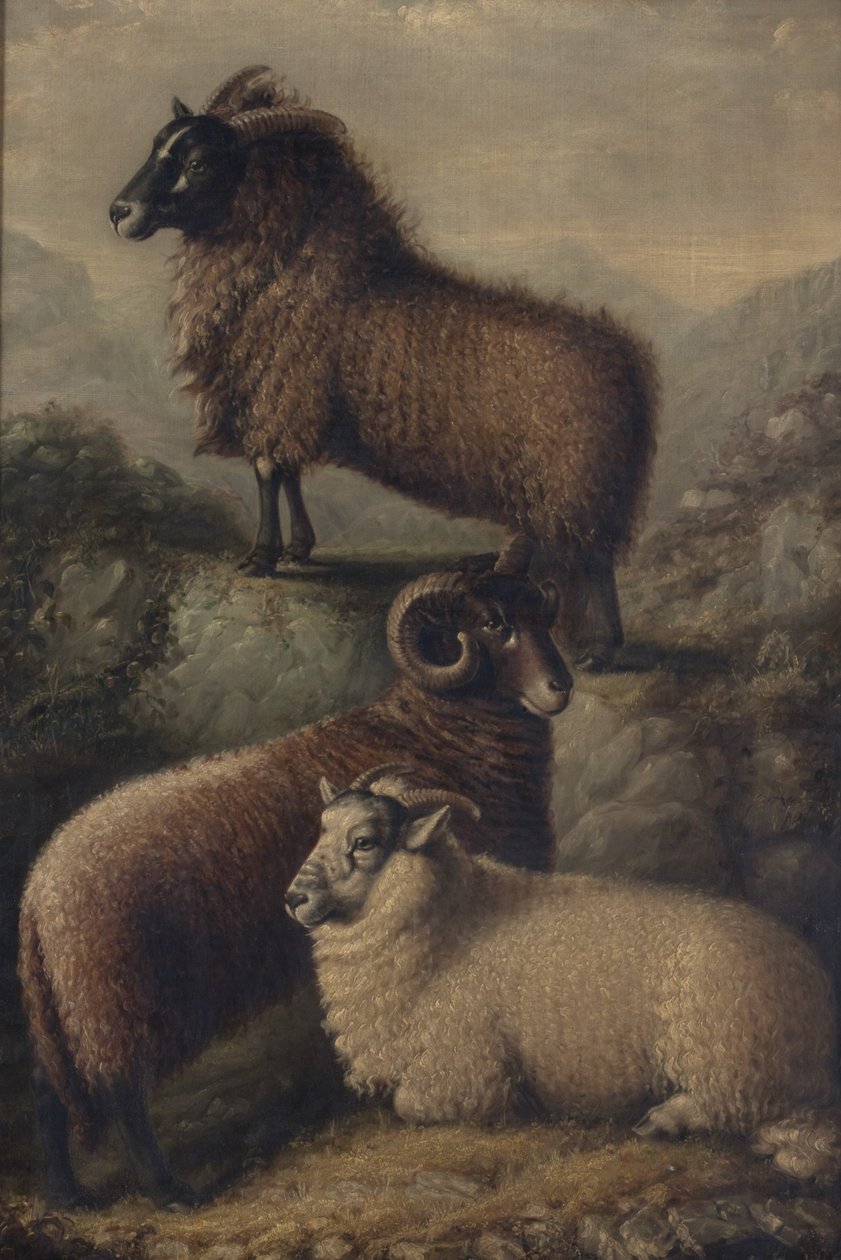  de William Shiels