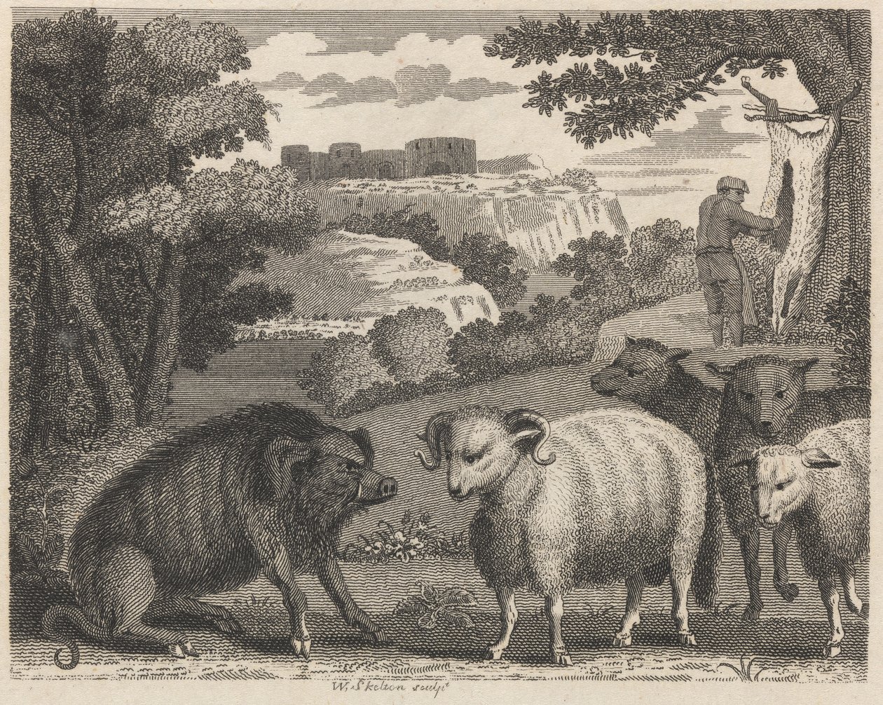 El jabalí y el carnero de William Skelton